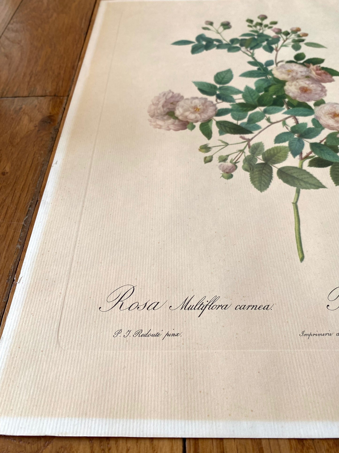 Affiche Rosa Multiflora Carnea