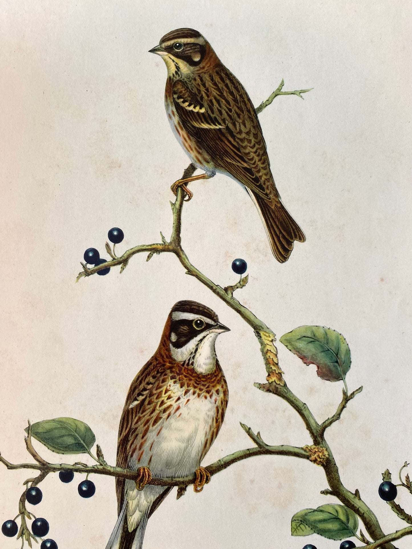 affiche oiseau vintage