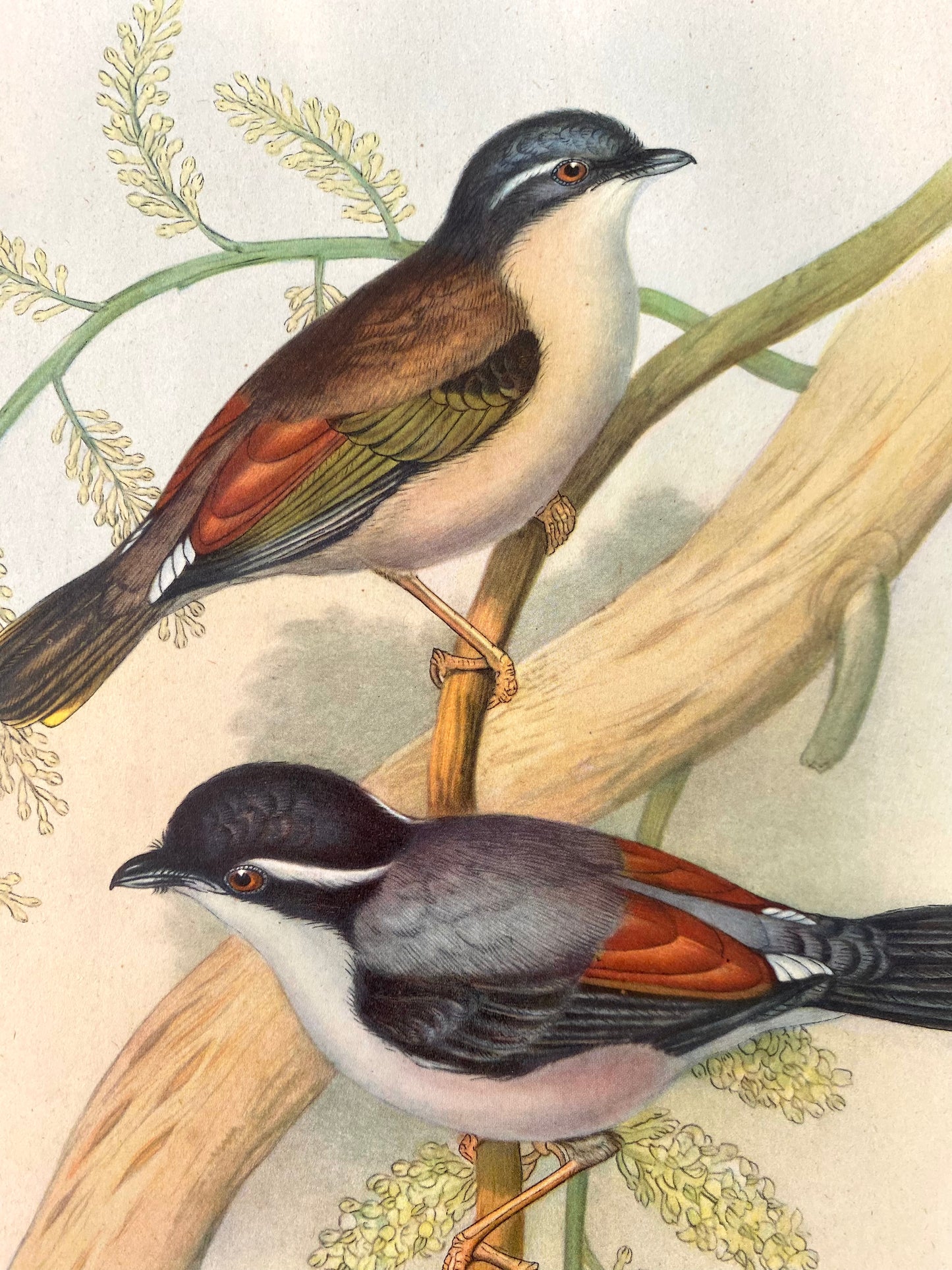 affiche oiseau vintage